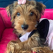 Bossy is registered to the contest to win money with this photo: adorable, animal, black_fur, brown_fur, close_up, cozy, cute, dog, flower_accessory, furry, indoor, looking_at_camera, pet, pink, pink_cushion, portrait, puppy, relaxed, small_dog, soft_texture