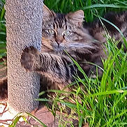 Athena joined the competition — help win amazing prizes! cat, tabby, tabby_cat, feline, grass, outdoor, pet, whiskers, greenery, fur, eyes, paws, scratching_post, playful, portrait, close_up, nature, sunlight, tiles, ground