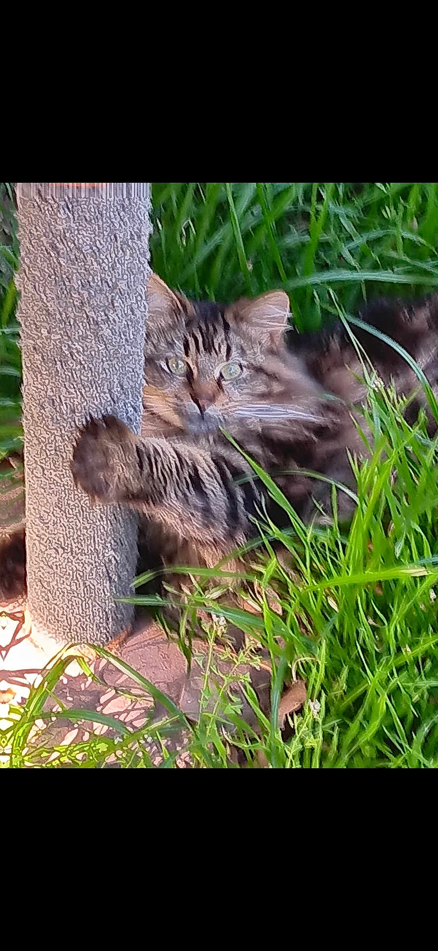 Athena joined the competition — help win amazing prizes! cat, tabby, tabby_cat, feline, grass, outdoor, pet, whiskers, greenery, fur, eyes, paws, scratching_post, playful, portrait, close_up, nature, sunlight, tiles, ground