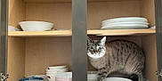 Baby is registered to the contest to win money with this photo: animal, bowls, cabinet, cat, container, curiosity, curious, dishes, domestic_animal, feline, furniture, household, indoor, kitchen, looking, pets, plates, storage, tabby_cat, wooden_shelf