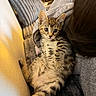 cat, kitten, tabby, striped_fur, pet, animal, face, eyes, whiskers, ears, belly, indoor, home, couch, person, lap, reclining, portrait, warm_lighting, cozy