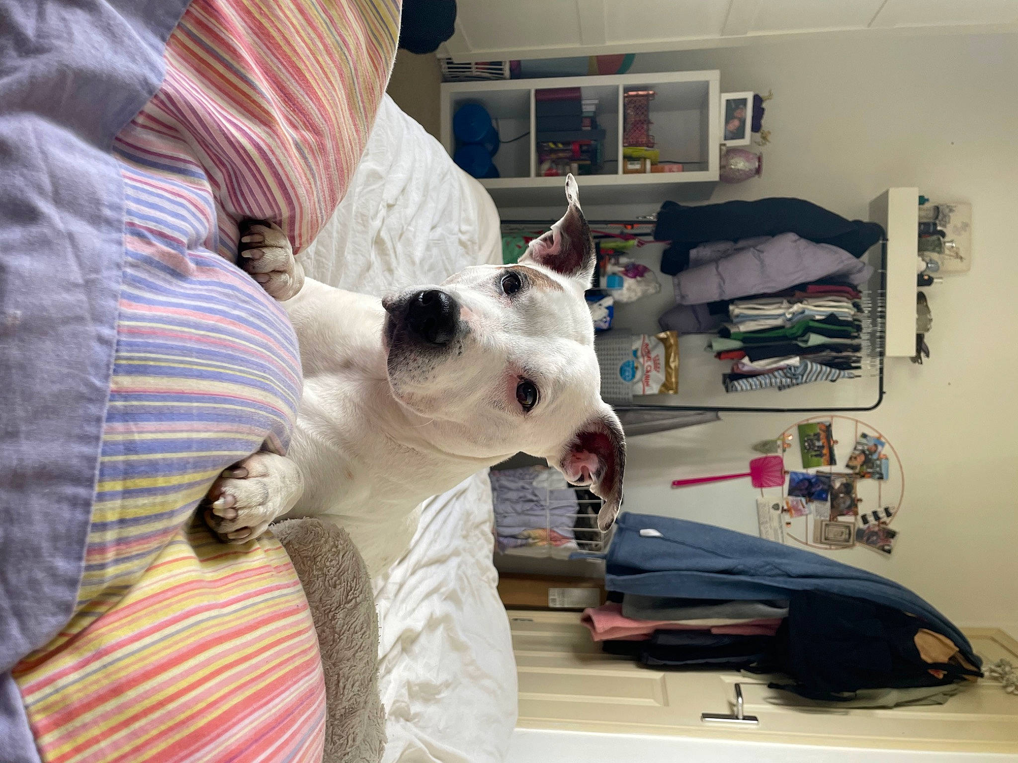 Saffi is registered to the contest to win money with this photo: art, canidae, carnivore, comfort, companion_dog, craft, dog_breed, fawn, felidae, fur, linens, pattern, picture_frame, room, shelf, small_to_medium_sized_cats, snout, sporting_group, whiskers, working_animal