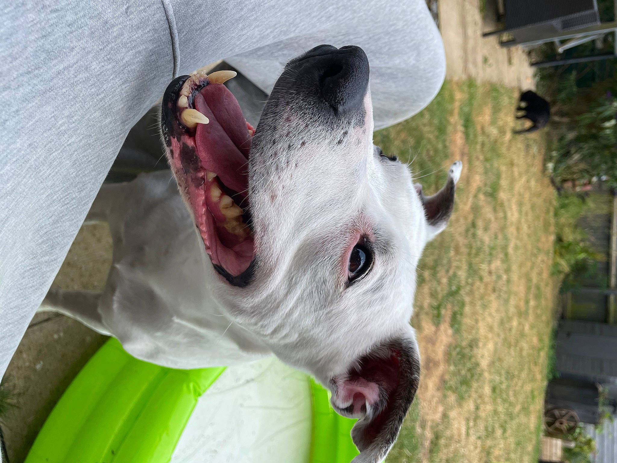 Saffi joined the competition — help win amazing prizes! canidae, carmine, carnivore, collar, companion_dog, dog, dog_breed, dog_collar, ear, eye, fang, fawn, grass, head, jaw, plant, snout, sporting_group, whiskers, working_animal
