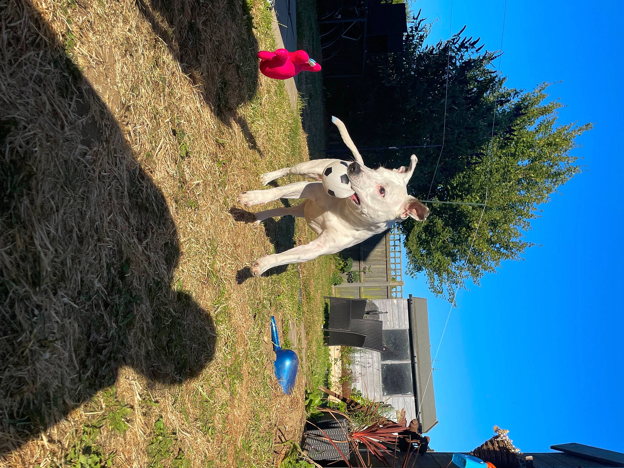 Saffi joined the competition — help win amazing prizes! art, azure, blue, building, fawn, landscape, leisure, plant, pole, sculpture, shadow, sky, statue, tree, trunk, wall, window, wood, woody_plant, world