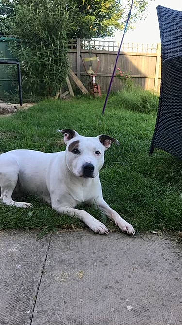 Saffi is registered to the contest to win money with this photo: canidae, carnivore, collar, companion_dog, dog, dog_breed, dog_collar, dogo_guatemalteco, fawn, fence, grass, non_sporting_group, plant, snout, sporting_group, tail, terrestrial_animal, tree, working_animal, working_dog