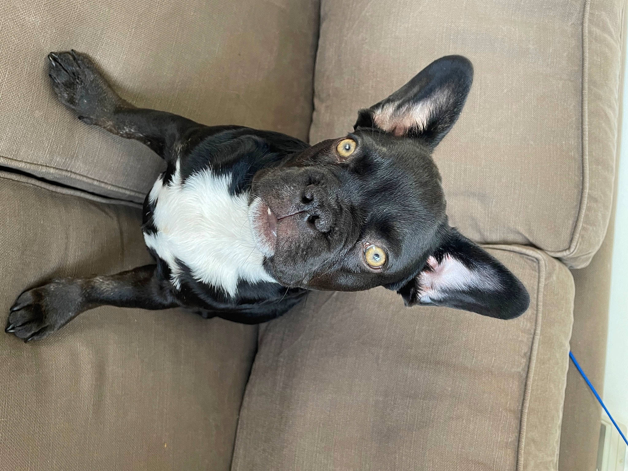 Calli is registered to the contest to win money with this photo: canidae, carnivore, comfort, companion_dog, dog, dog_breed, ear, fawn, fur, mammal, non_sporting_group, paw, snout, sporting_group, tail, toy_dog, whiskers, working_animal