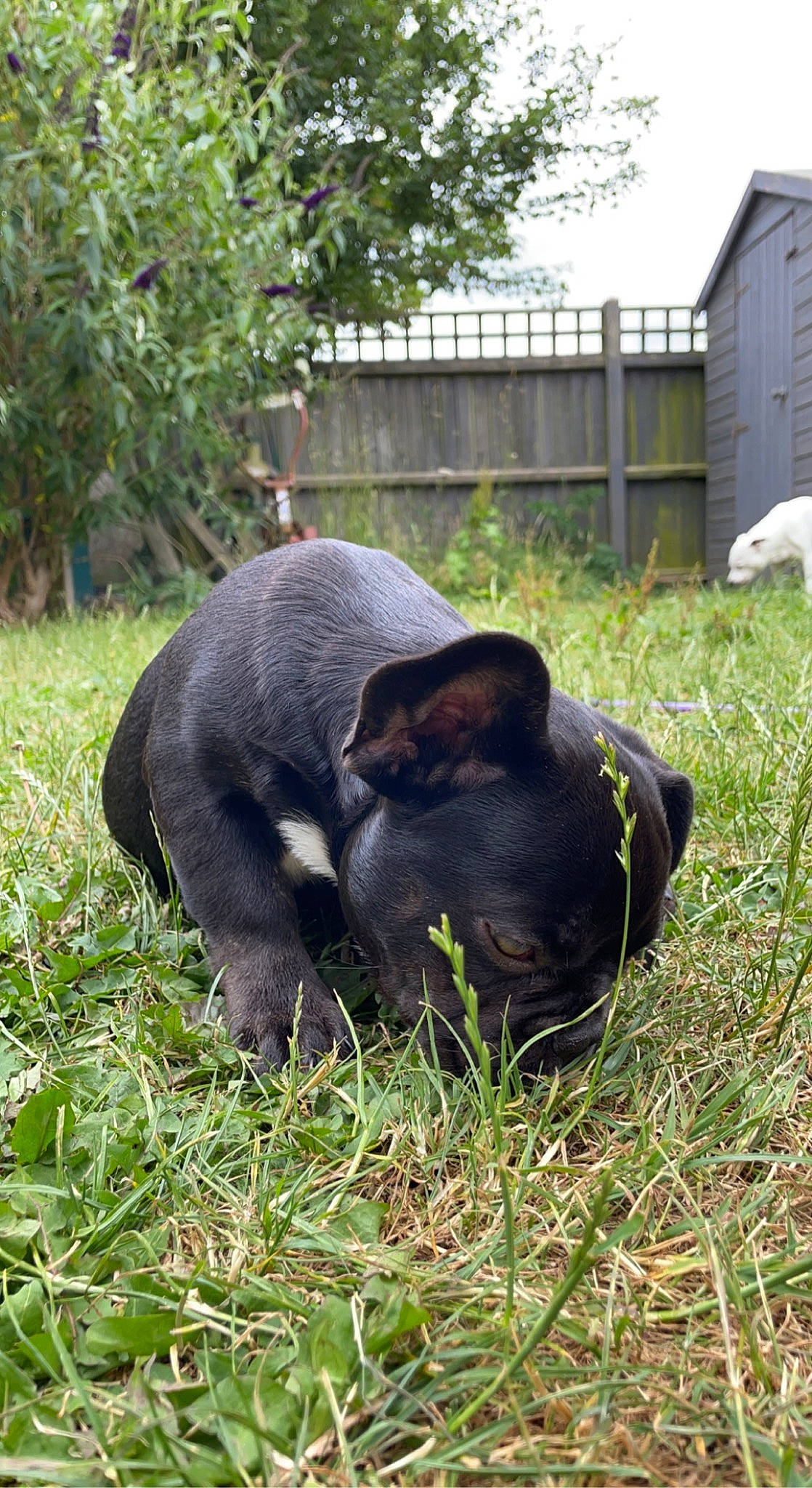 Calli joined the competition — help win amazing prizes! canidae, carnivore, collar, companion_dog, dog, dog_breed, fawn, felidae, fur, grass, groundcover, plant, small_to_medium_sized_cats, snout, sporting_group, tail, terrestrial_animal, tree, whiskers, working_animal