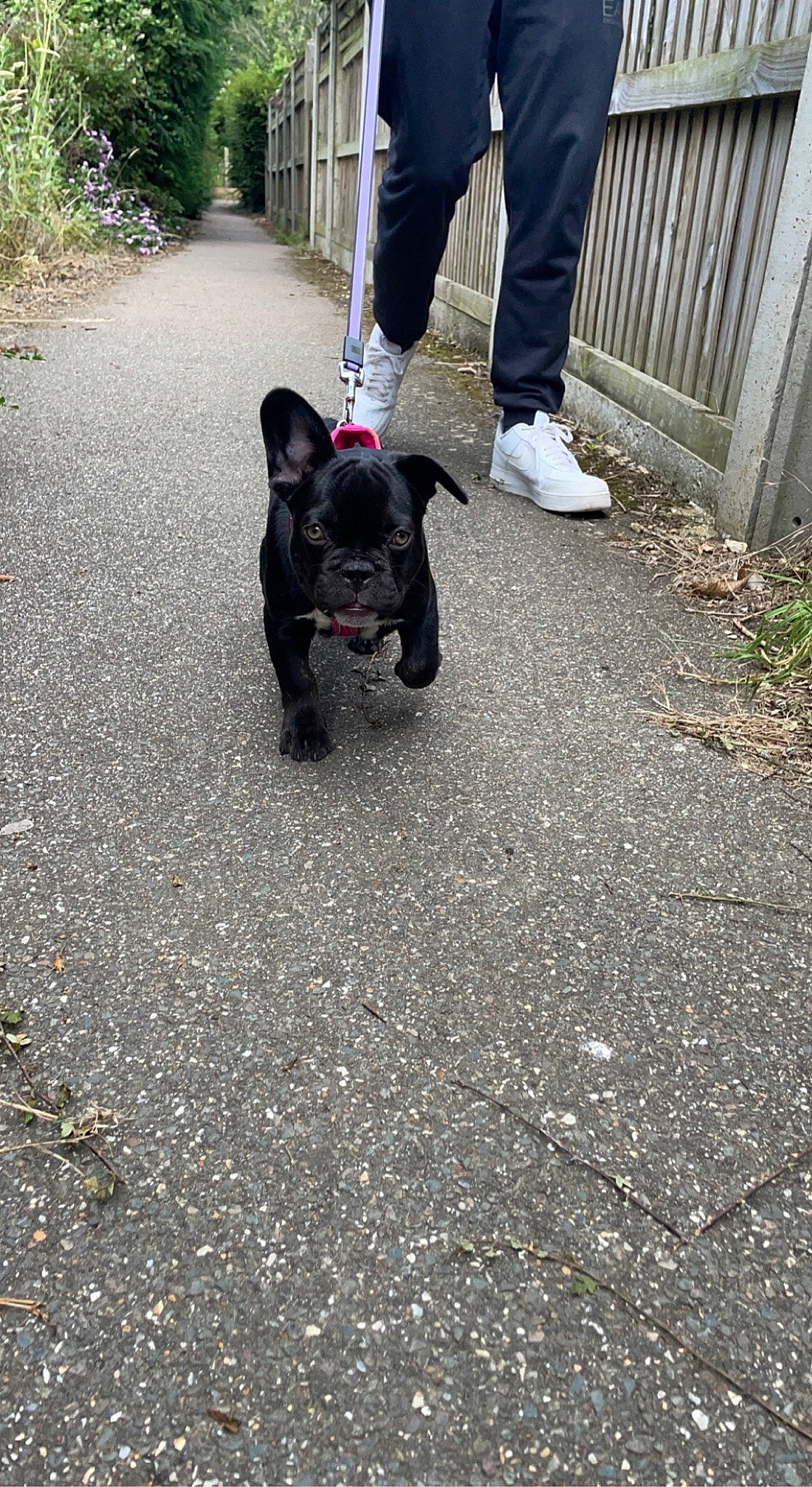 Calli is registered to the contest to win money with this photo: asphalt, canidae, carnivore, companion_dog, dog, dog_breed, fawn, grass, grey, leash, leg, plant, road, road_surface, sidewalk, soil, sporting_group, tail, tar, working_animal