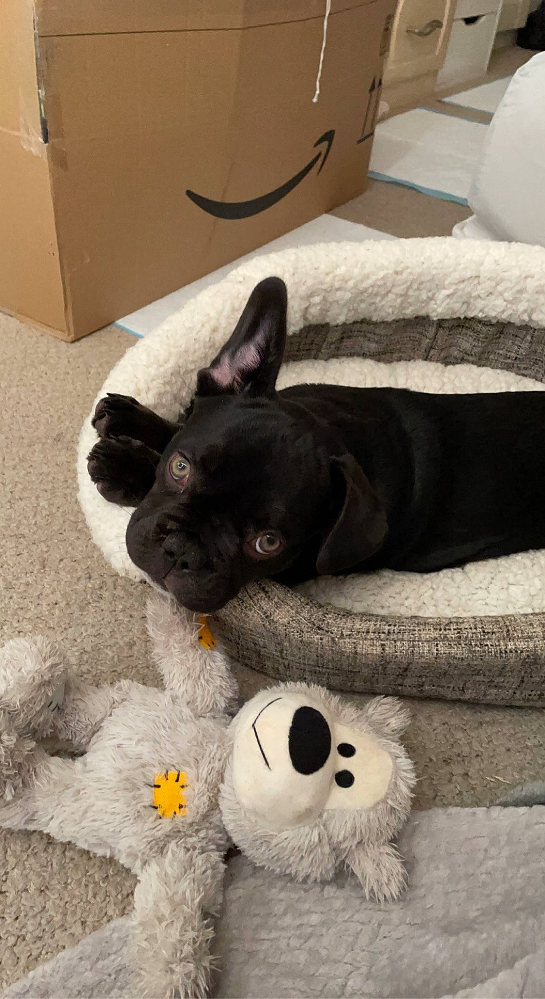 Calli joined the competition — help win amazing prizes! carnivore, comfort, companion_dog, dog, dog_breed, fawn, felidae, floor, flooring, grey, hat, leg, mammal, shipping_box, snout, sunglasses, toy, whiskers, white, wood