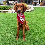 Rory joined the competition — help win amazing prizes! dog, golden_retriever, pet, animal, grass, bandana, red_bandana, outdoor, yard, happy, tongue_out, sitting, ears_flopped, canine, green_grass, home, backyard, brick_wall, plant, summer