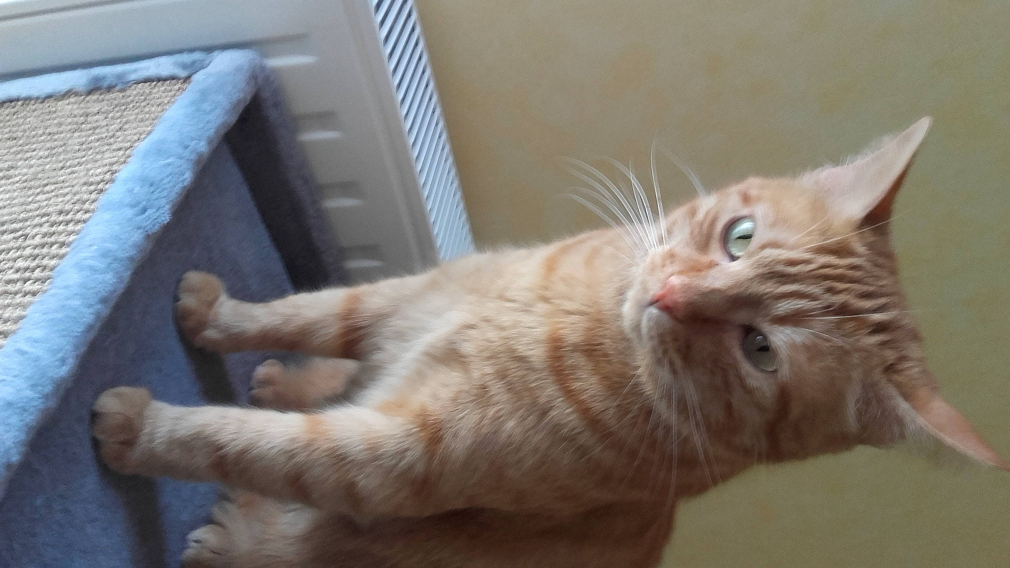 Jehan participe au concours pour gagner de l'argent avec cette photo : carnivore, cat, claw, domestic_short_haired_cat, ear, fawn, felidae, fur, paw, small_to_medium_sized_cats, snout, tail, whiskers, window, wood