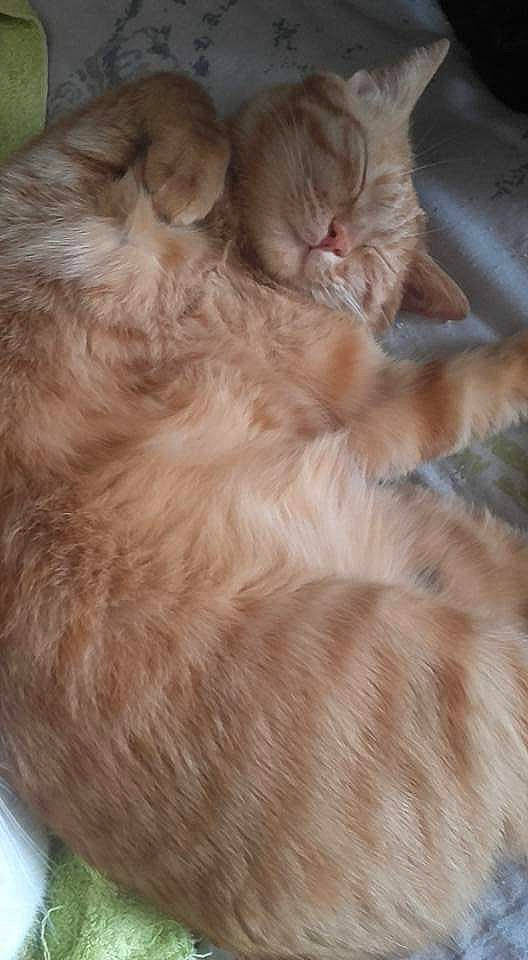 Jehan participe au concours pour gagner de l'argent avec cette photo : carnivore, cat, claw, comfort, companion_dog, dog_breed, ear, fawn, felidae, fur, liver, nap, paw, small_to_medium_sized_cats, snout, tail, terrestrial_animal, whiskers