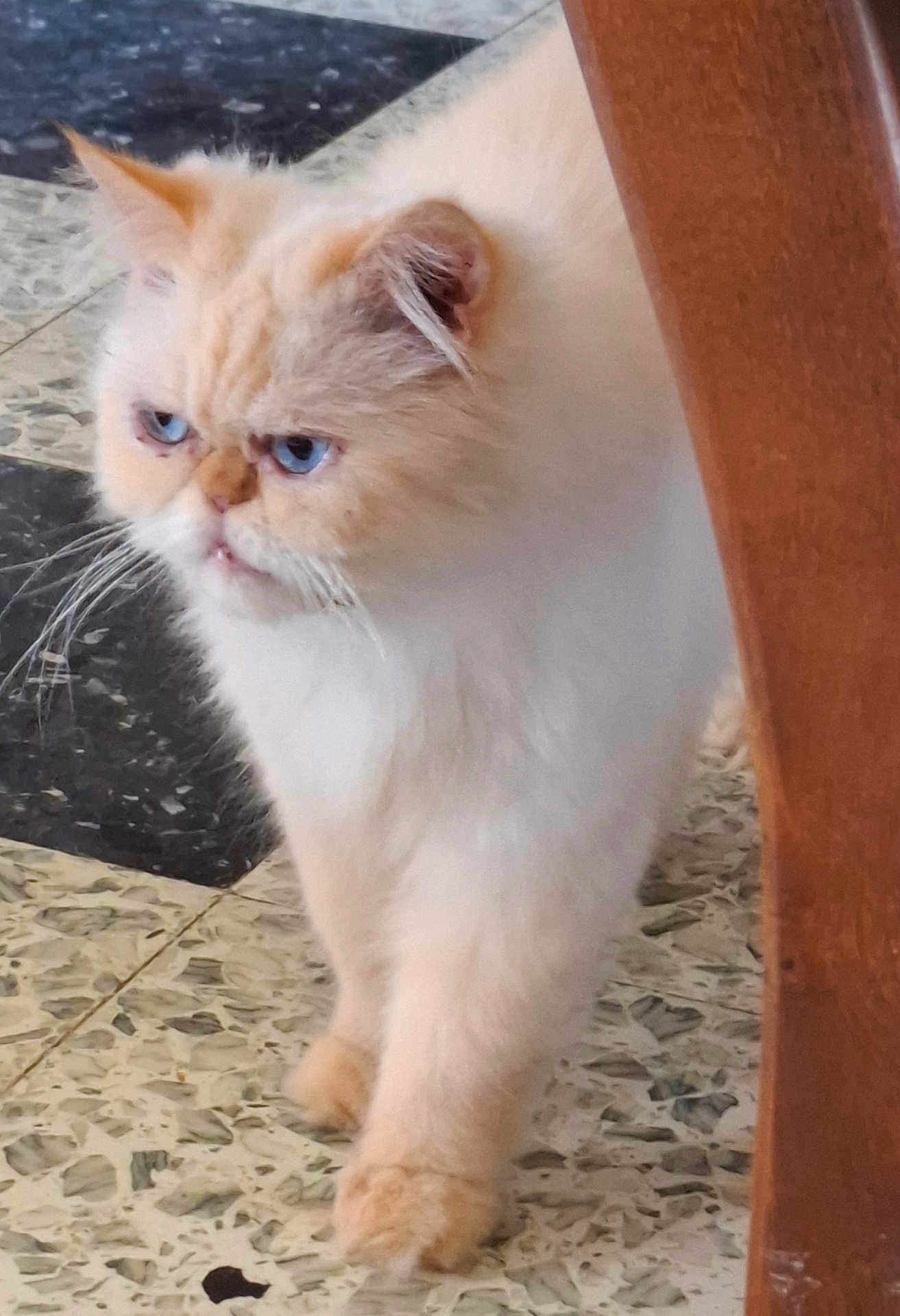 Sweety
