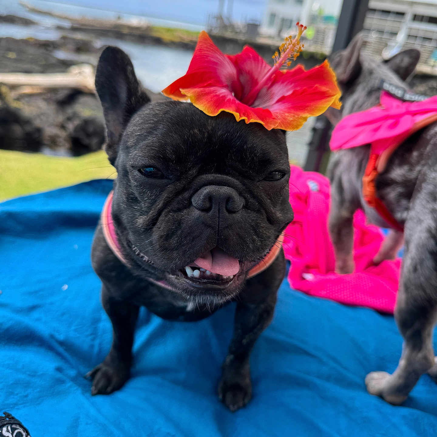 Chloe Bear is registered to the contest to win money with this photo: animal, blue_blanket, closeup, cute, dog, flower, french_bulldog, grass, happy, hibiscus, nature, outdoor, pet, pink_bow, playing, sky, summer, tongue_out, two_dogs, water