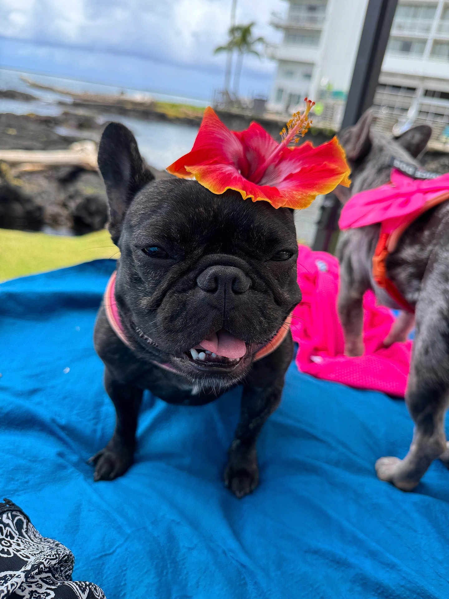 Chloe Bear is registered to the contest to win money with this photo: dog, french_bulldog, flower, hibiscus, outdoor, blue_blanket, tongue_out, pet, animal, grass, water, sky, pink_bow, two_dogs, happy, closeup, summer, nature, playing, cute