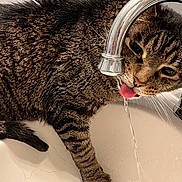 Mika is registered to the contest to win money with this photo: abyssinian, animal, architecture, bodypart, cat, drinkingfountain, face, fountain, head, kitten, manx, mouth, person, pet, sink, sinkfaucet, tap, teeth, tongue, water