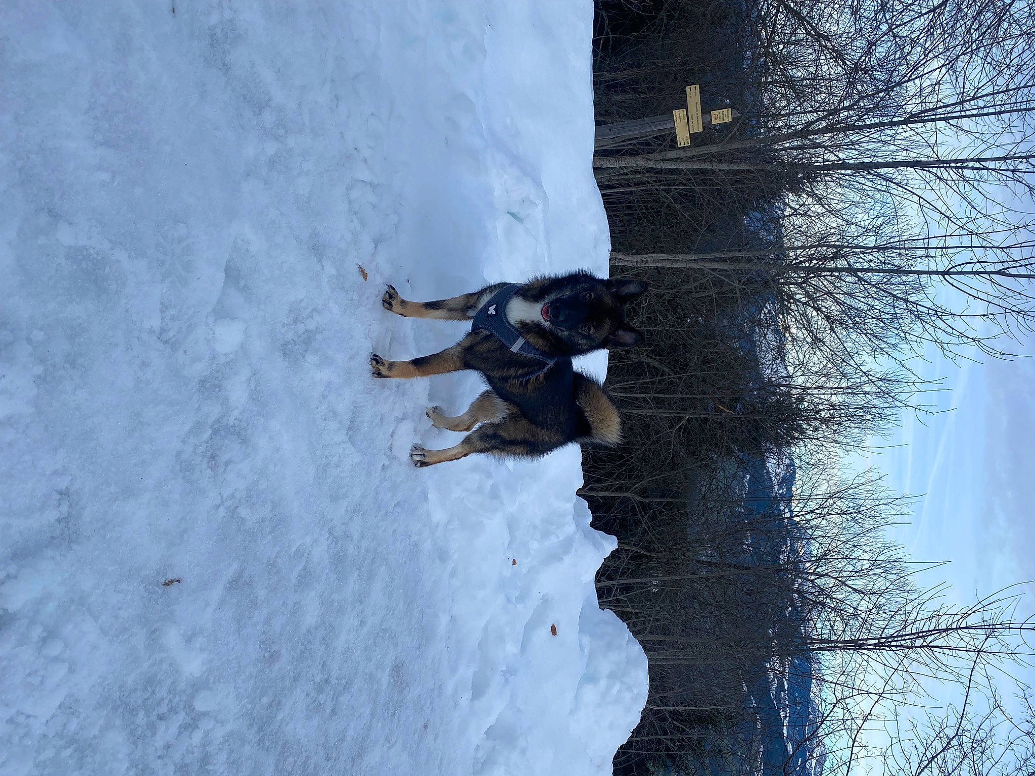 Nunka a rejoint le concours — aidez-le/la à gagner de superbes lots ! adventure, freezing, frost, geological_phenomenon, glacial_landform, ice_cap, plant, recreation, reflection, shadow, sky, slope, snow, tree, trunk, twig, water, window, winter, wood