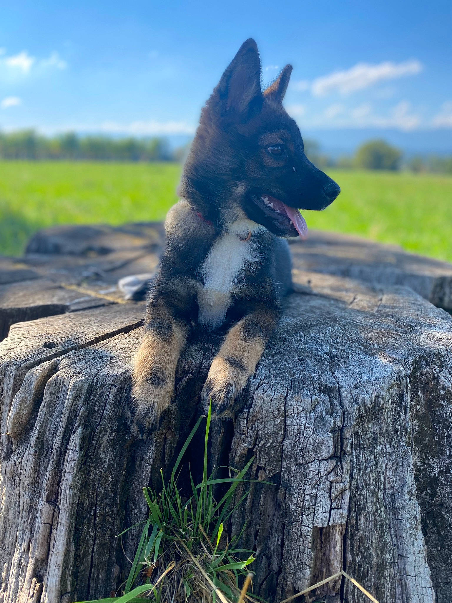 Nunka a rejoint le concours — aidez-le/la à gagner de superbes lots ! canidae, carnivore, cloud, companion_dog, dog, dog_breed, fawn, fur, grass, grassland, herding_dog, landscape, natural_landscape, plant, rock, sitting, sky, sporting_group, tail, wood