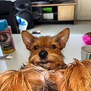 Naya participe au concours pour gagner de l'argent avec cette photo : brown_fur, canine, close_up, cup, cute, dog, domestic_animal, ears, face, fur, furniture, household, indoor, living_room, lying_down, pet, relaxed, speaker, table, television