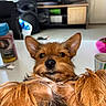 brown_fur, canine, close_up, cup, cute, dog, domestic_animal, ears, face, fur, furniture, household, indoor, living_room, lying_down, pet, relaxed, speaker, table, television