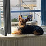 Naya a rejoint le concours — aidez-le/la à gagner de superbes lots ! brown_and_black, building, canine, curious, daylight, dog, ears, fur, indoor, open_window, pet, quiet, radiator, relaxed, resting, small_dog, sunlight, urban, window, windowsill