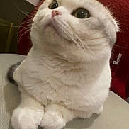 Bubble is registered to the contest to win money with this photo: cat, feline, pet, white_cat, chubby_cat, close_up, portrait, paws, whiskers, green_eyes, indoor, chair, blanket, upholstery, cozy, sitting, looking_up, curious, fur, domestic_cat