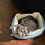 Casper is registered to the contest to win money with this photo: cat, tabby, pet_bed, wooden_floor, indoor, feline, curious, relaxed, striped, cozy, animal, fur, whiskers, ears, paws, resting, domestic_cat, cute, comfort, household