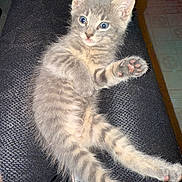 Casper joined the competition — help win amazing prizes! kitten, cat, gray_tabby, blue_eyes, paw, pink_pads, stretching, fur, pet, animal, cute, indoor, texture, black_surface, relaxed, curious, young, small, whiskers, closeup
