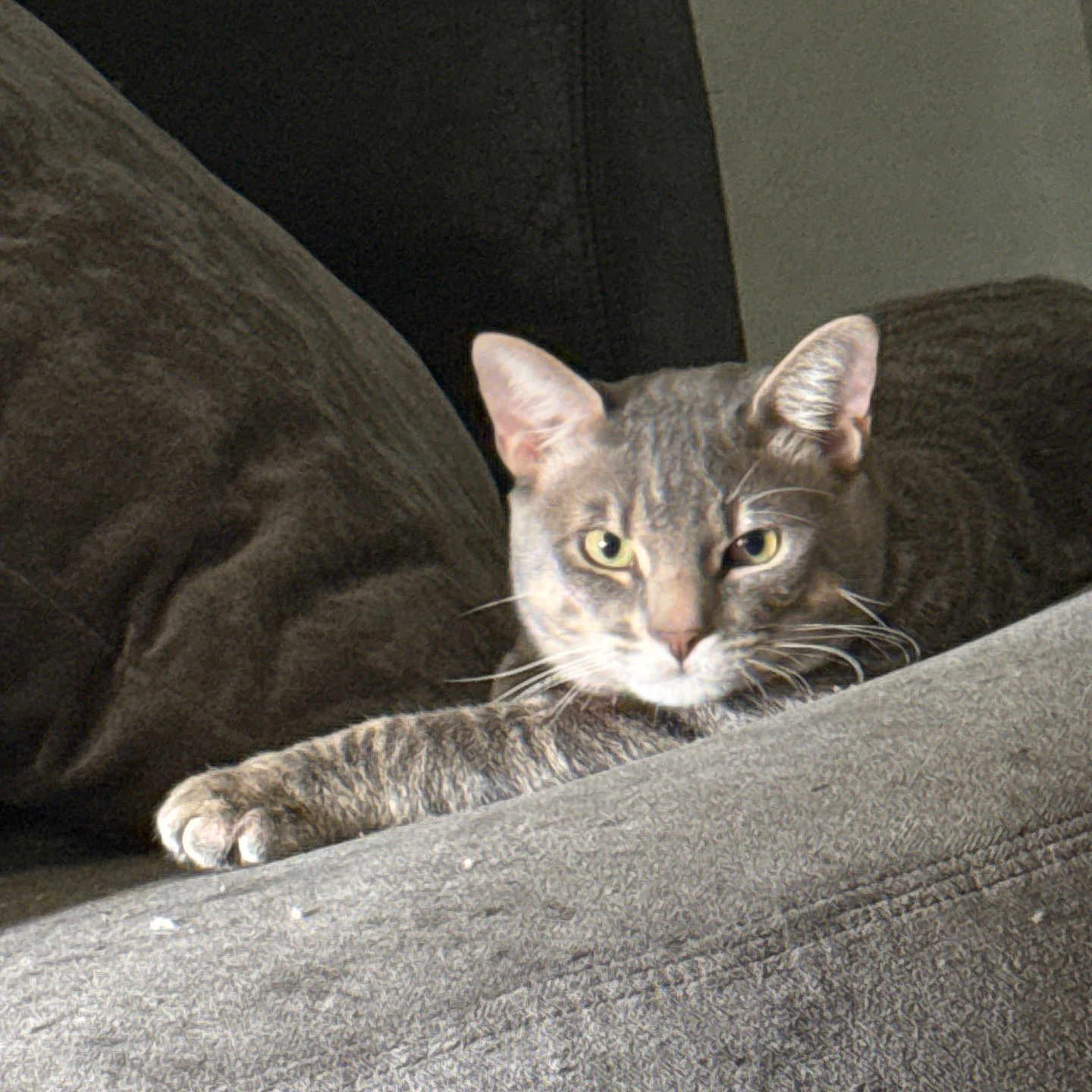 Casper joined the competition — help win amazing prizes! animal, cat, couch, cozy, cute, domestic, ears, feline, fur, furniture, gray, home, indoor, looking, paw, pet, relaxed, resting, tabby, whiskers