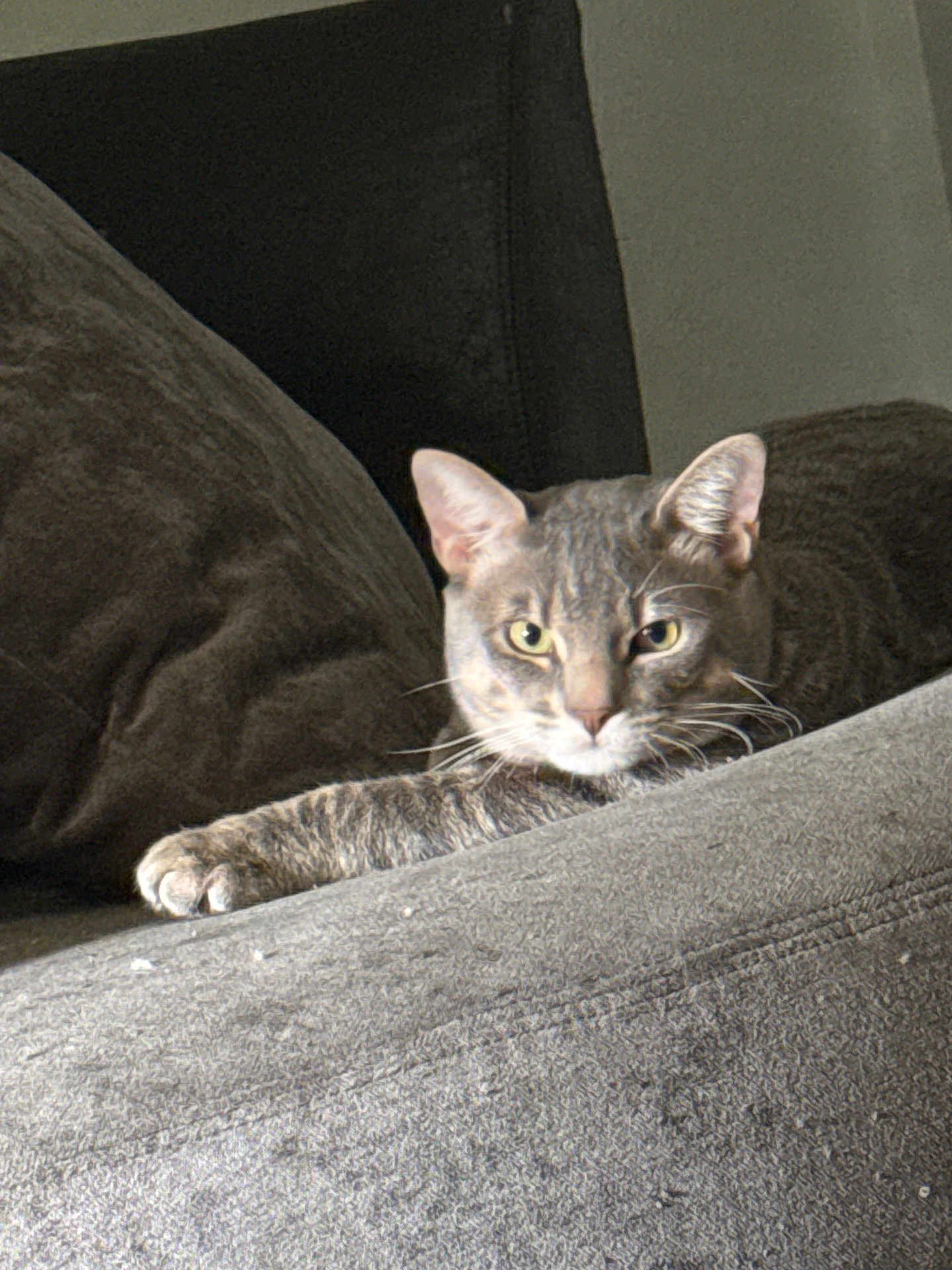 Casper joined the competition — help win amazing prizes! cat, tabby, pet, feline, indoor, couch, gray, relaxed, paw, whiskers, ears, fur, home, animal, resting, looking, cozy, furniture, domestic, cute