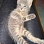 Casper is registered to the contest to win money with this photo: kitten, cat, gray_tabby, blue_eyes, paw, pink_pads, stretching, fur, pet, animal, cute, indoor, texture, black_surface, relaxed, curious, young, small, whiskers, closeup