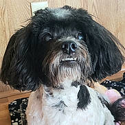 Scooter is registered to the contest to win money with this photo: dog, pet, black_and_white, shaggy, fluffy, long_hair, underbite, portrait, close_up, face, eyes, nose, mouth, teeth, indoors, wood_paneling, blanket, bed, seated, funny