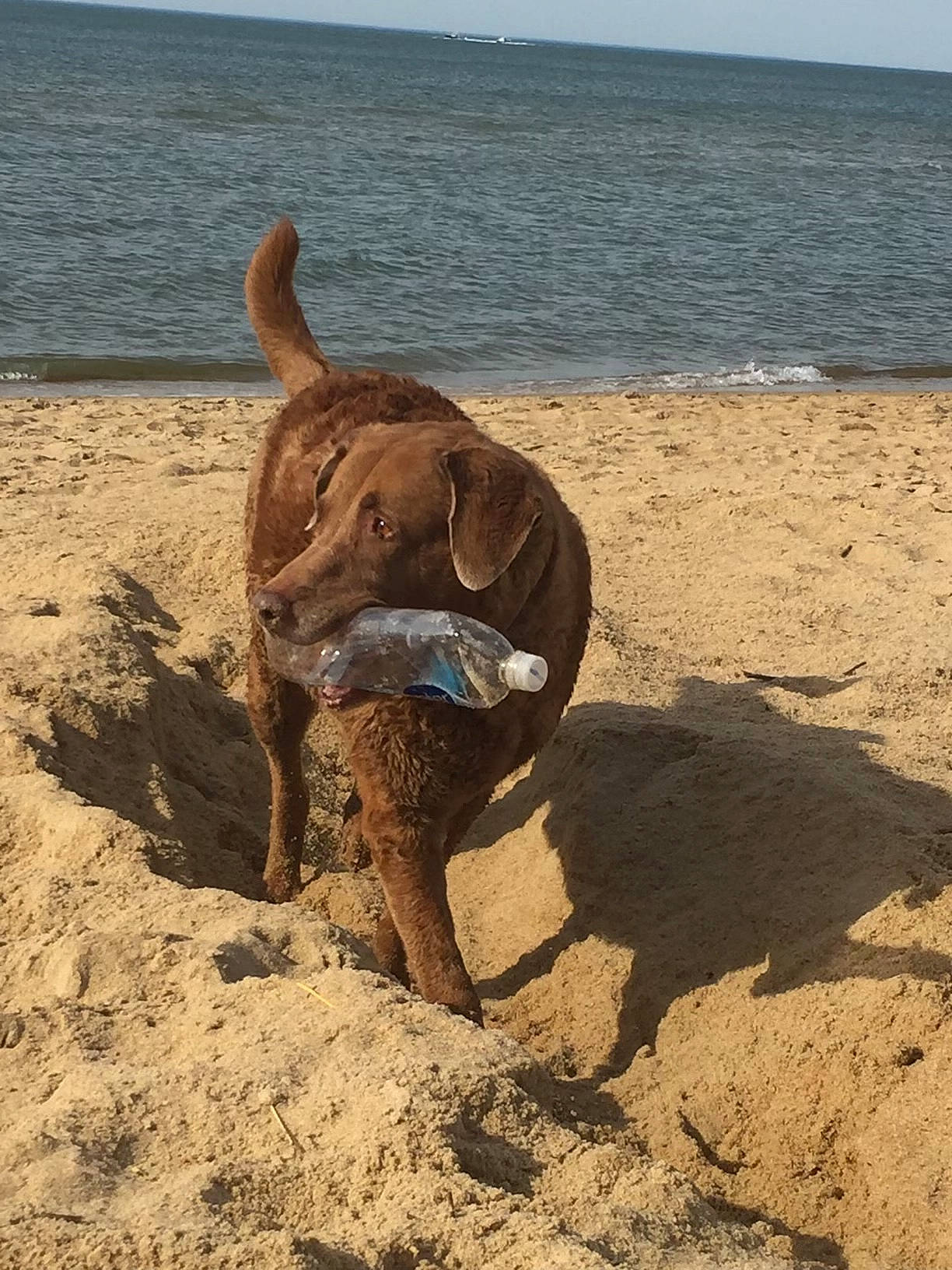 Bailey is registered to the contest to win money with this photo: beach, canidae, carnivore, coast, dog, dog_breed, fawn, landscape, ocean, sand, sky, snout, soil, sporting_group, tail, terrestrial_animal, water, wildlife, wood, working_animal