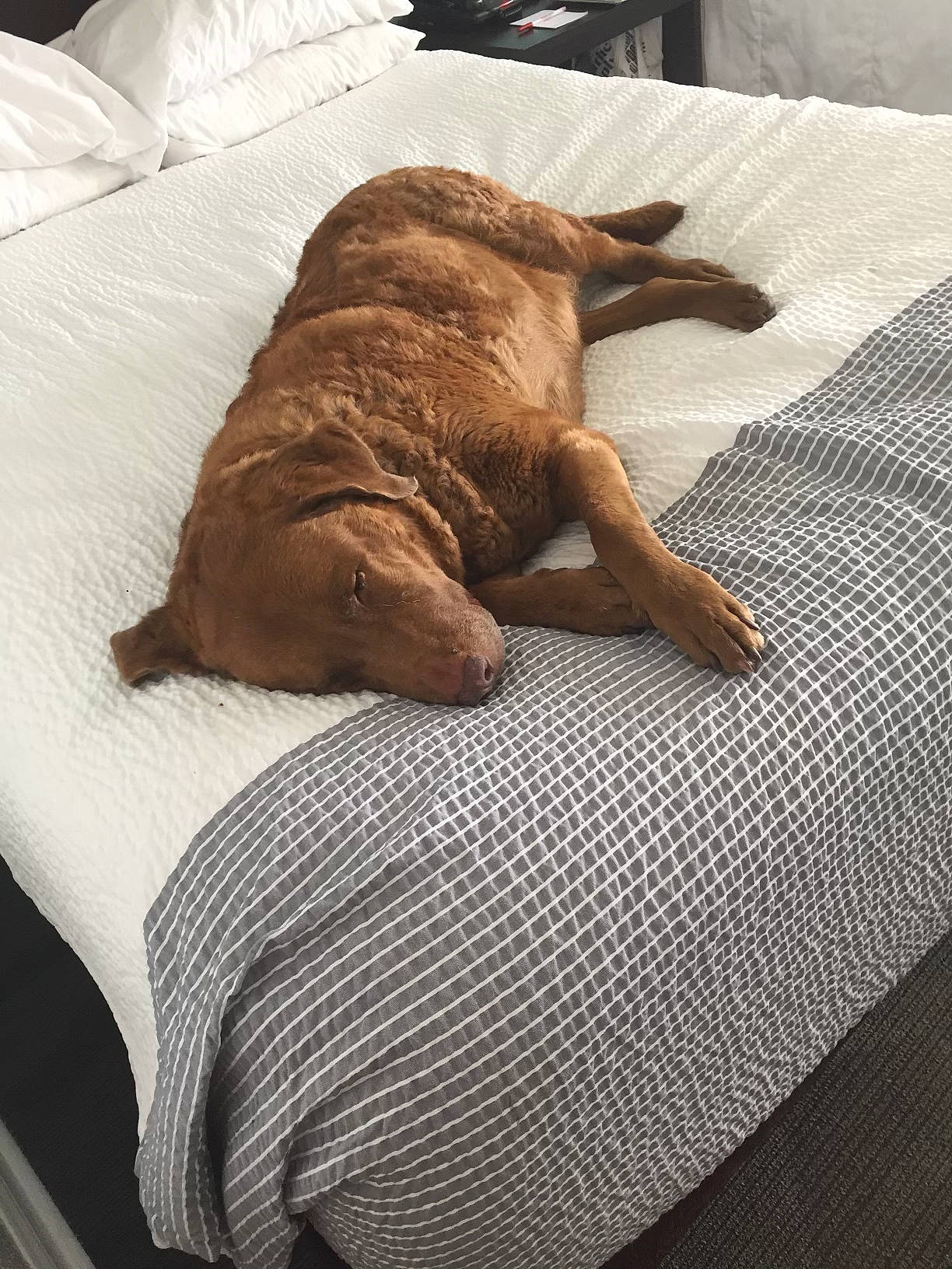 Bailey is registered to the contest to win money with this photo: bed_sheet, bedding, brown, carnivore, comfort, companion_dog, dog, dog_breed, duvet, fawn, flooring, hardwood, linens, liver, room, tail, terrestrial_animal, wood, working_animal, wrinkle