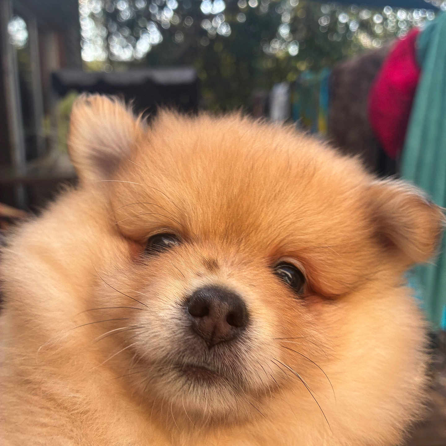 Baylon participe au concours pour gagner de l'argent avec cette photo : dog, puppy, pomeranian, fluffy, cute, outdoor, fur, portrait, animal, pet, face, nose, ears, whiskers, closeup, soft, adorable, young, nature, background