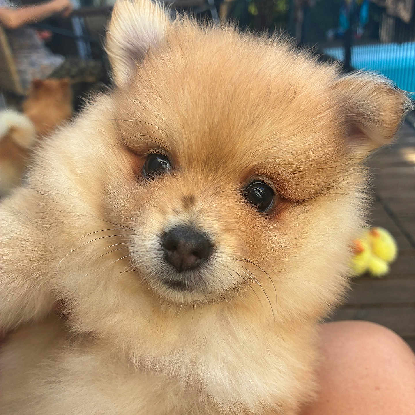 Bjorn a rejoint le concours — aidez-le/la à gagner de superbes lots ! puppy, dog, fluffy, closeup, portrait, outdoor, pet, animal, cute, furry, face, young, domestic_animal, soft, brown, eyes, nose, person, blurred_background, nature
