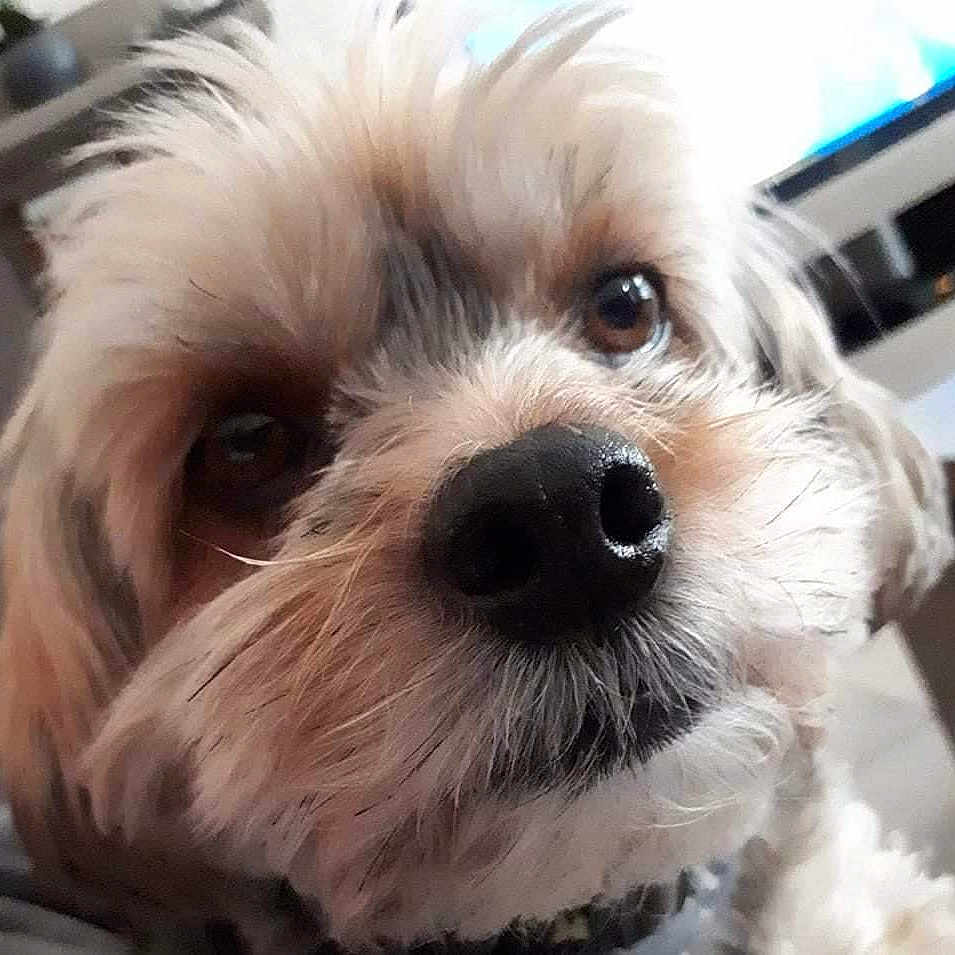 Skyla participe au concours pour gagner de l'argent avec cette photo : affenpinscher, animal, canine, cockerspaniel, computerhardware, couch, dog, electronics, furniture, hardware, indoors, monitor, pet, poodle, puppy, screen, snout, terrier, tv, whitedog