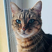 Lucky a rejoint le concours — aidez-le/la à gagner de superbes lots ! cat, tabby, close_up, portrait, animal, pet, feline, whiskers, ears, eyes, fur, indoor, window, natural_light, domestic_cat, mammal, cute, looking, face, young_cat