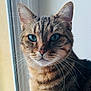 cat, tabby, close_up, portrait, animal, pet, feline, whiskers, ears, eyes, fur, indoor, window, natural_light, domestic_cat, mammal, cute, looking, face, young_cat