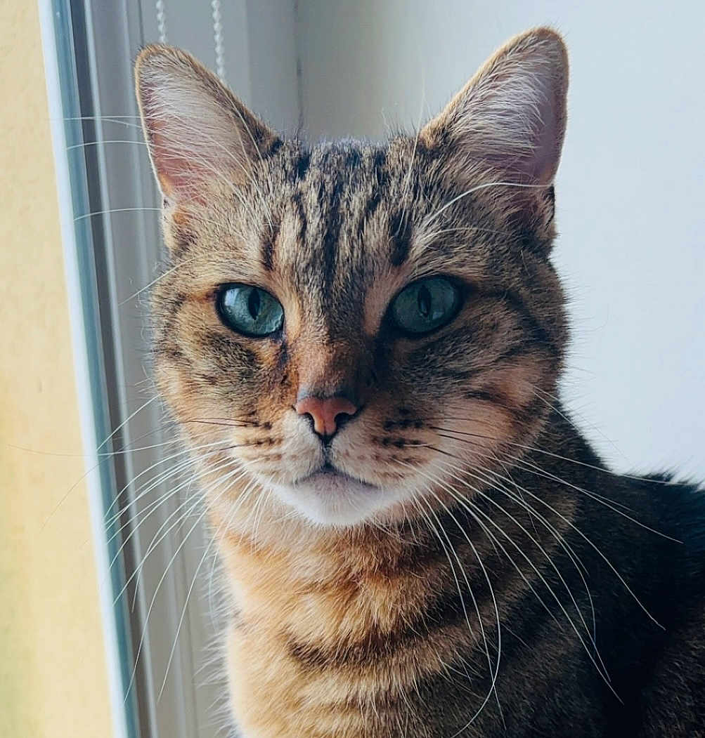 Lucky a rejoint le concours — aidez-le/la à gagner de superbes lots ! cat, tabby, close_up, portrait, animal, pet, feline, whiskers, ears, eyes, fur, indoor, window, natural_light, domestic_cat, mammal, cute, looking, face, young_cat