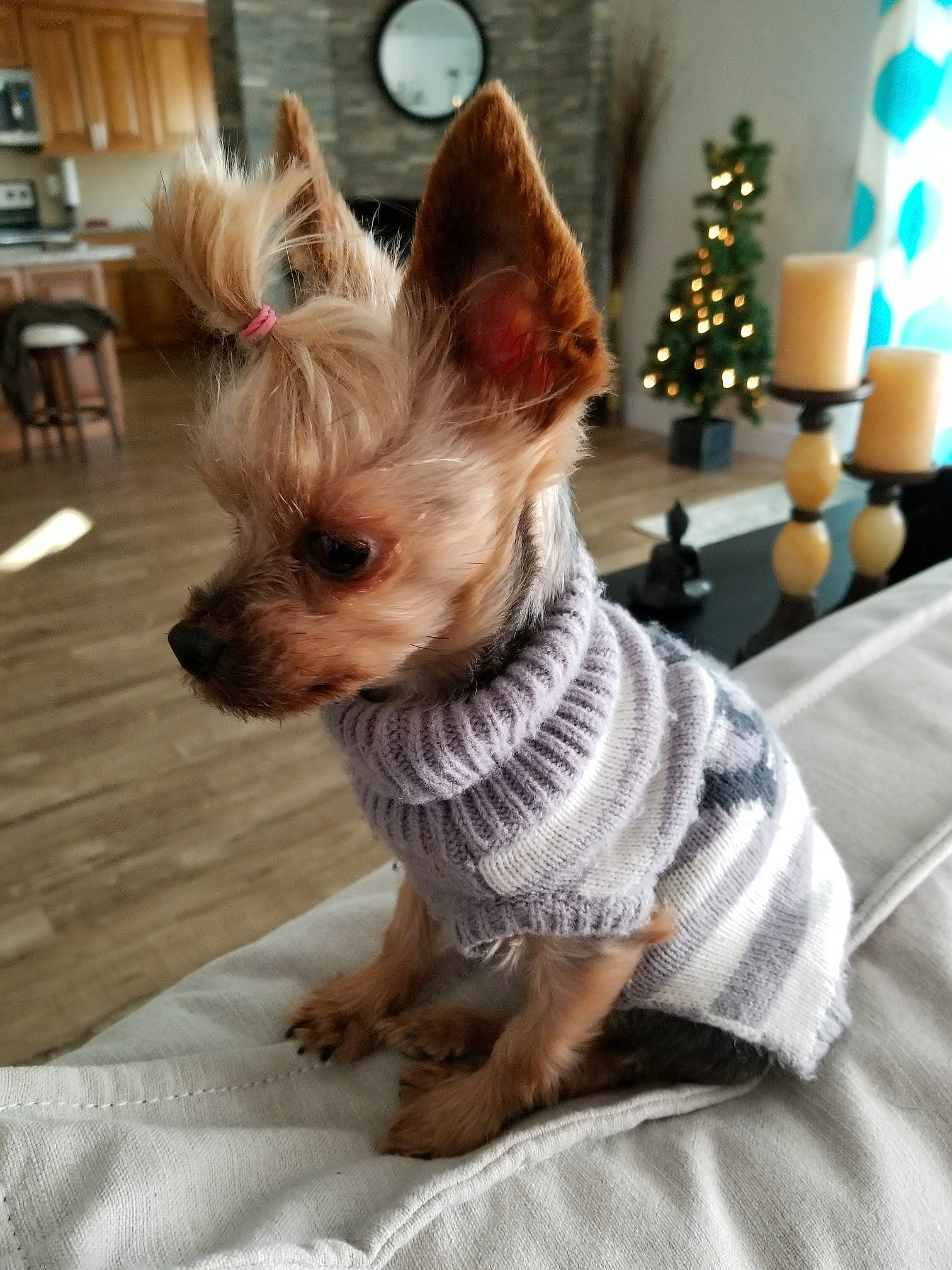 Ella is registered to the contest to win money with this photo: australian_silky_terrier, australian_terrier, biewer_terrier, canidae, carnivore, companion_dog, dog, dog_breed, dog_clothes, ear, mammal, morkie, puppy, rare_breed_dog, small_terrier, snout, terrier, toy_dog, vertebrate, yorkshire_terrier