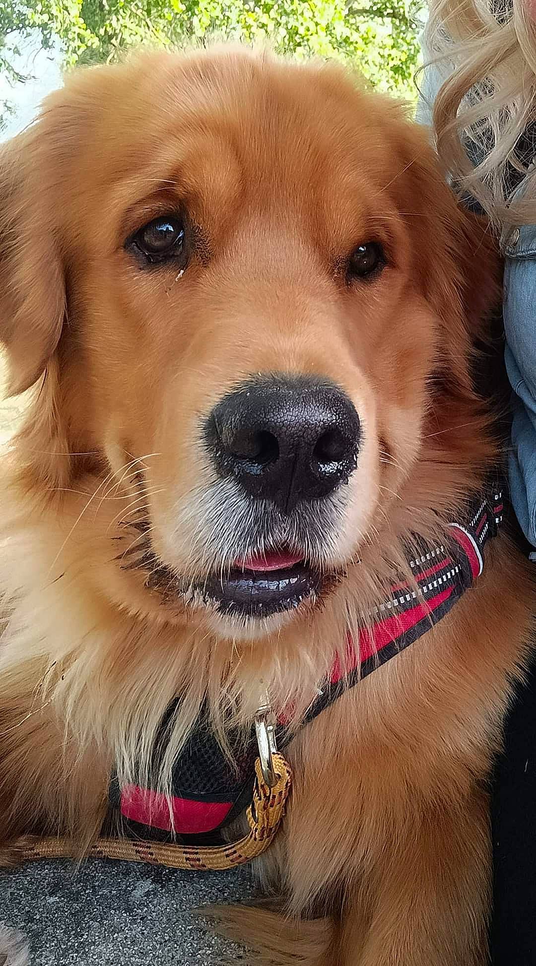 Rio a rejoint le concours — aidez-le/la à gagner de superbes lots ! bag, box, canidae, carnivore, collar, companion_dog, dog, dog_breed, dog_collar, fashion_accessory, fawn, fur, leash, luggage_and_bags, paw, pet_supply, snout, sporting_group, whiskers, working_animal