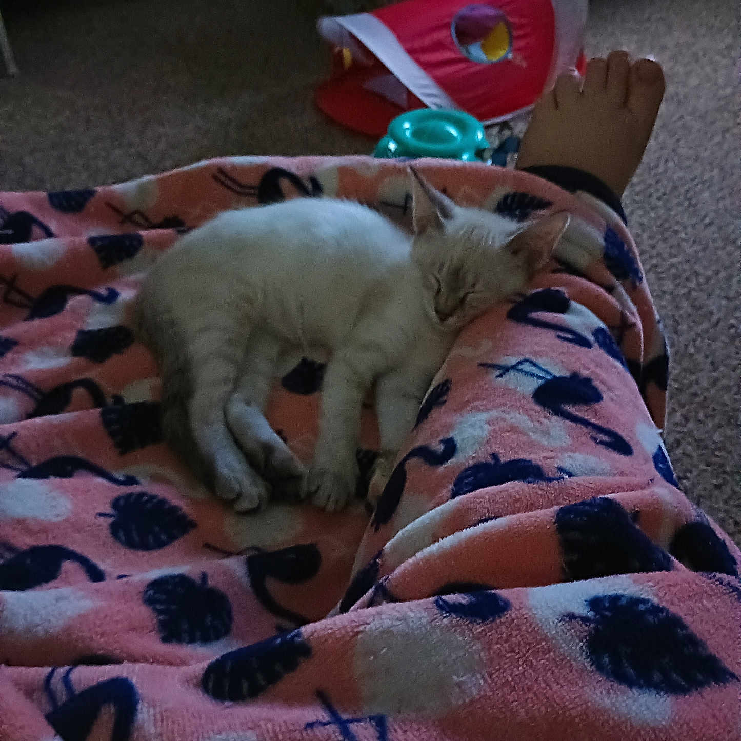 Peanut joined the competition — help win amazing prizes! abyssinian, animal, baby, bed, blanket, cat, clothing, couch, furniture, hat, homedecor, indoors, kitten, manx, person, pet, quilt, siamese, sleeping, towel