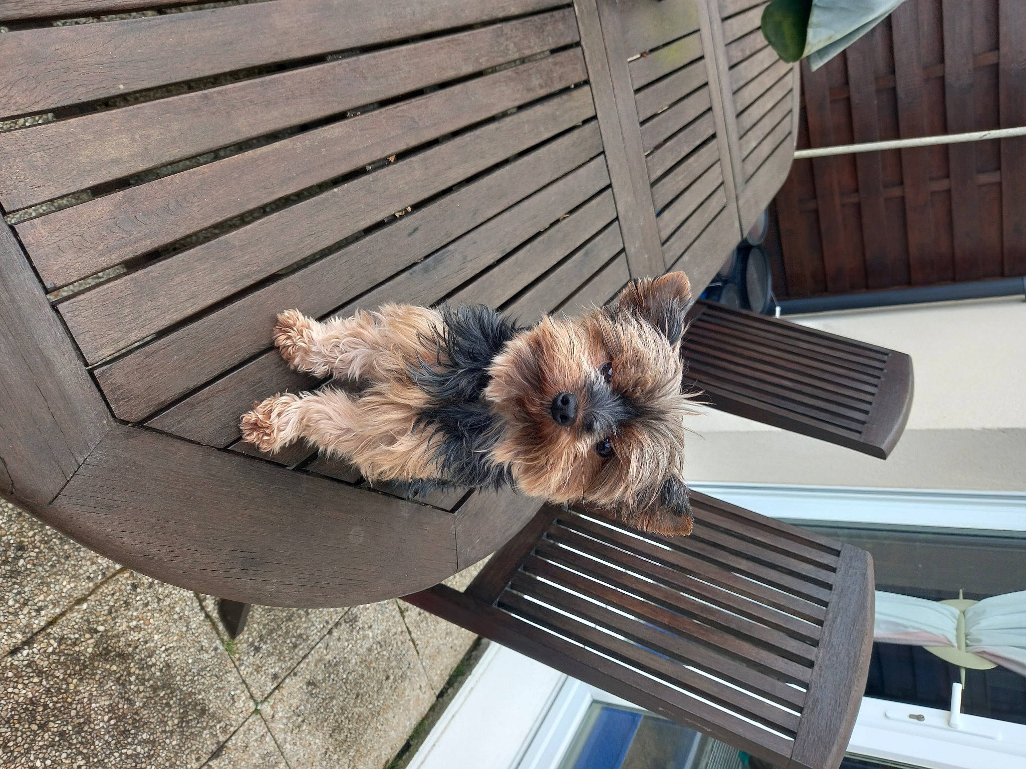 Nina participe au concours pour gagner de l'argent avec cette photo : canidae, carnivore, comfort, companion_dog, deck, dog, dog_breed, dog_supply, flooring, fur, hardwood, line, outdoor_furniture, pet_supply, porch, roof, sporting_group, tail, toy_dog, wood