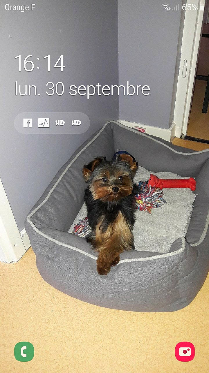 Nina participe au concours pour gagner de l'argent avec cette photo : australian_terrier, cairn_terrier, canidae, carnivore, companion_dog, dog, dog_bed, dog_breed, mammal, morkie, norwich_terrier, puppy, rare_breed_dog, small_terrier, terrier, toy_dog, yorkipoo, yorkshire_terrier