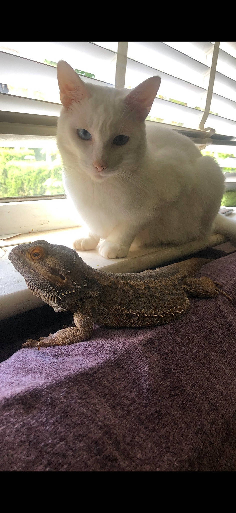 Lemmy is registered to the contest to win money with this photo: carnivore, cat, claw, comfort, domestic_short_haired_cat, fawn, felidae, fur, iguania, lizard, mammal, pet_supply, reptile, scaled_reptile, small_to_medium_sized_cats, snout, tail, terrestrial_animal, whiskers, wood