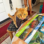 Noé participe au concours pour gagner de l'argent avec cette photo : appliance, bib, cabinet, cat, chair, collar, countertop, floor, indoor, kitchen, legs, orange_cat, person, pet, rug, tabby, table, tile_floor, tongue_out, washing_machine