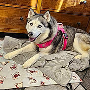 Spirit joined the competition — help win amazing prizes! animal, blanket, carpet, comfort, cozy, cute, dog, dog_pattern, domestic_animal, floor, fur, harness, husky, indoor, pet, relaxed, resting, smiling, sunlight, wooden_furniture