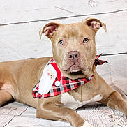 Zoey is registered to the contest to win money with this photo: dog, canine, pet, bandana, plaid, santa, holiday, christmas, brown_dog, white_paw, lying_down, studio, portrait, indoor, cute, animal, fur, ears, nose, expression