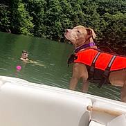 Zoey joined the competition — help win amazing prizes! adventure, animal, boat, clouds, daytime, dog, forest, greenery, lake, life_jacket, nature, outdoor, person, pet, recreation, summer, swimming, trees, water, water_sports